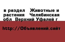  в раздел : Животные и растения . Челябинская обл.,Верхний Уфалей г.